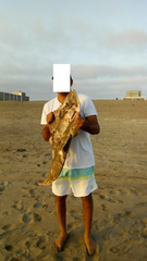 Pseudobatos planiceps