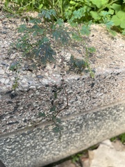Selaginella uncinata