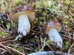 Suillus brevipes