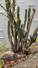 Cereus hildmannianus