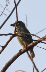 Psilopogon haemacephalus