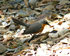 Basileuterus lachrymosus