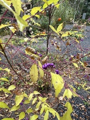 Callicarpa