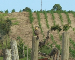 Colaptes campestris campestroides