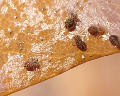 Dicyrtomina