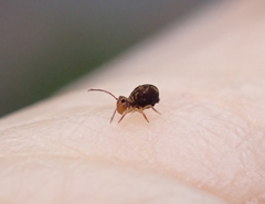 Dicyrtomina
