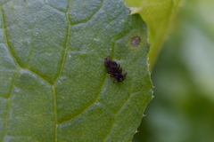 Hippoboscidae