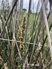 Carex tereticaulis