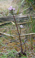 Gentianella chathamica