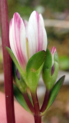 Gentianella chathamica