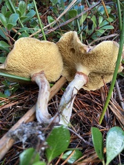 Suillus umbonatus