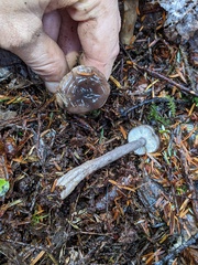 Lactarius pseudomucidus