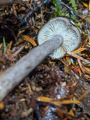 Lactarius pseudomucidus