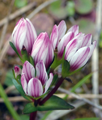 Gentianella chathamica