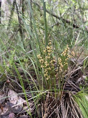 Lomandra multiflora dura