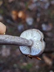 Lactarius pseudomucidus