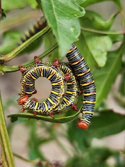 Didugua argentilinea