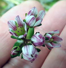 Gentianella chathamica