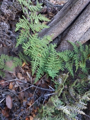 Myriopteris clevelandii