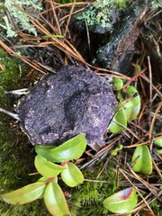 Nectriopsis violacea