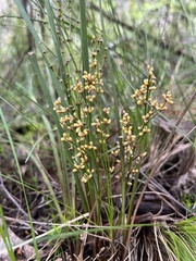 Lomandra multiflora dura