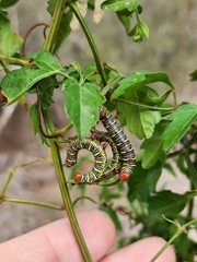 Didugua argentilinea