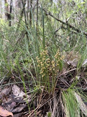 Lomandra multiflora dura