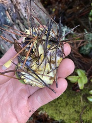 Nectriopsis violacea