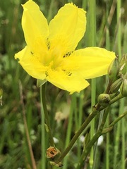 Ornduffia reniformis