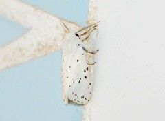 Spilosoma punctaria