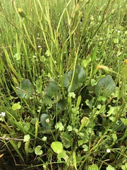 Ornduffia reniformis