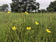 Ornduffia reniformis