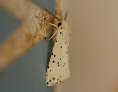 Spilosoma punctaria