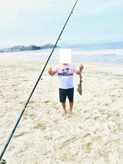 Pseudobatos planiceps