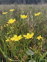 Ornduffia reniformis