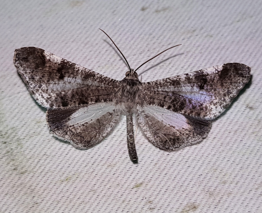 Macrosoma conifera
