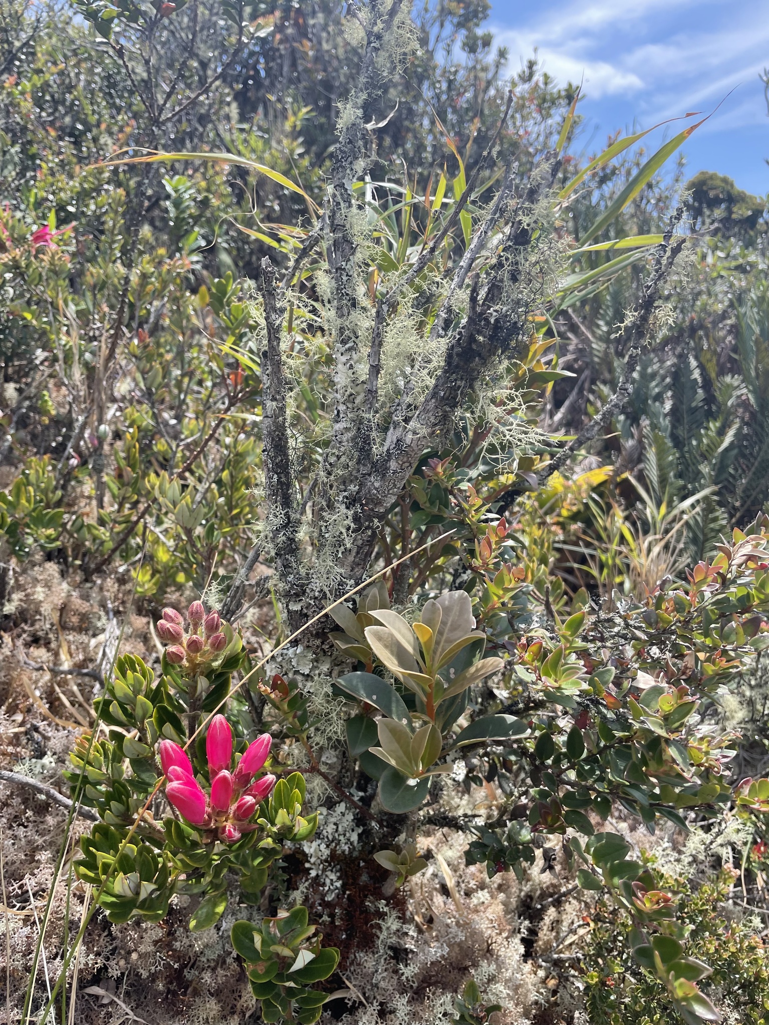 Bejaria resinosa image