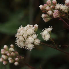 Baccharis glutinosa