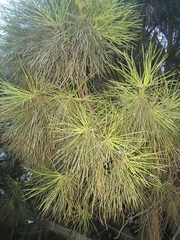 Pinus