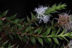 Melaleuca styphelioides