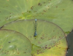 Austroagrion watsoni