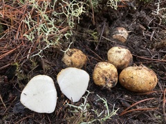 Rhizopogon