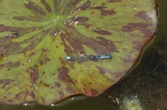 Austroagrion watsoni