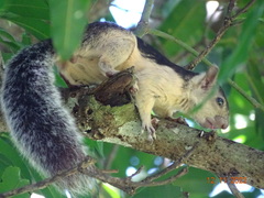 Sciurus variegatoides helveolus