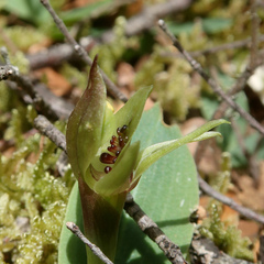 Chiloglottis cornuta