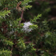 Melaleuca styphelioides