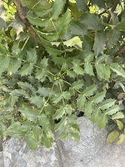 Berberis