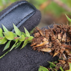 Melaleuca styphelioides