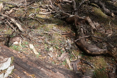 Chiloglottis cornuta