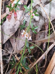 Cyanothamnus nanus nanus